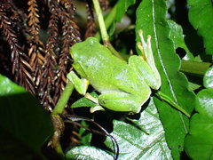 Zhangixalus taipeianus