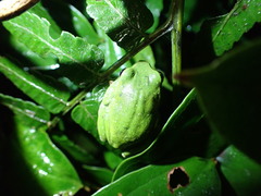 Zhangixalus taipeianus