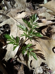 Perideridia americana