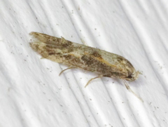 Blastodacna atra