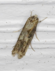Blastodacna atra