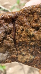 Erpobdella octoculata