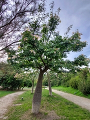 Ceiba speciosa