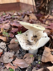 Fungi