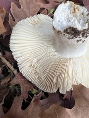 Fungi