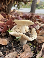 Fungi
