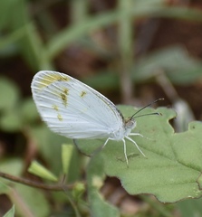 Eurema lucina