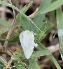 Eurema lucina
