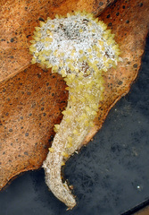 Neobarya agaricicola