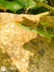 Anolis fraseri