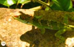 Anolis fraseri