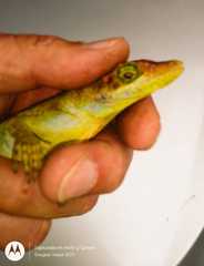 Anolis fraseri