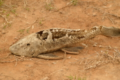 Hypostomus commersoni