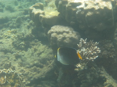 Chaetodontoplus mesoleucus