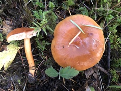 Lactarius subflammeus
