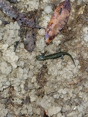 Aneides klamathensis