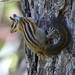 Sonoma Chipmunk - Photo (c) Don Loarie, some rights reserved (CC BY)