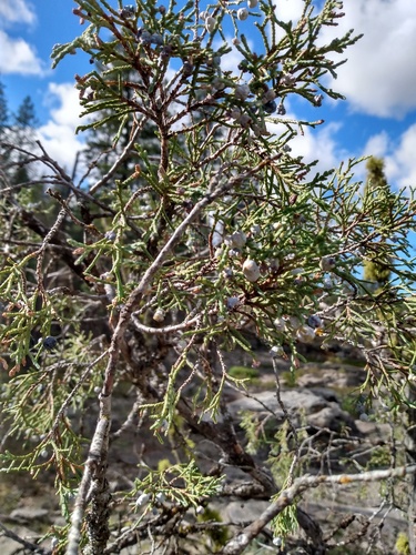 Rocky Mountain juniper (Juniperus scopulorum)