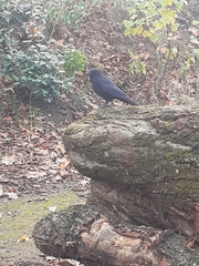 Corvus corone