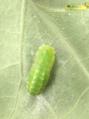 Melanis leucophlegma
