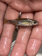 Hesperoleucus venustus subditus