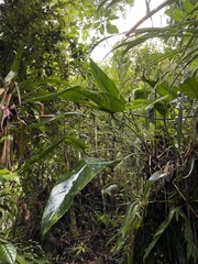 Anthurium dominicense