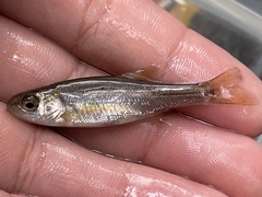 Hesperoleucus venustus subditus