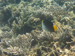 Chaetodontoplus mesoleucus