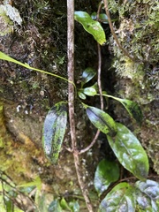 Pleurothallis ruscifolia
