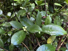 Daphnopsis philippiana