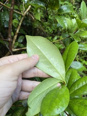 Daphnopsis philippiana