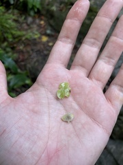 Daphnopsis philippiana