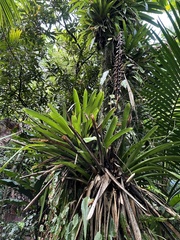 Vriesea macrostachya