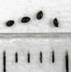 Orthoperus atomarius