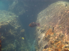 Scarus rubroviolaceus