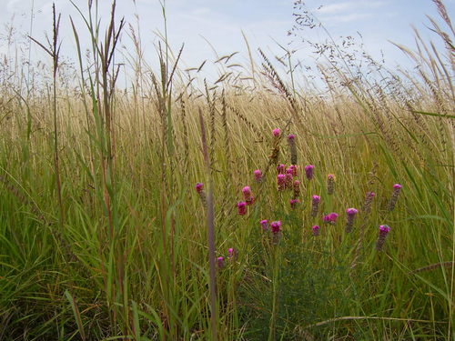 purple prairie clover