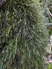 Cochlidium serrulatum