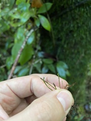 Cochlidium serrulatum