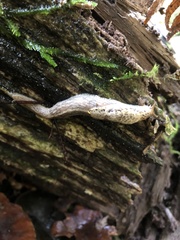 Prophysaon foliolatum