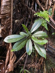 Croton poecilanthus