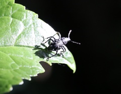 Megalometis spinifer