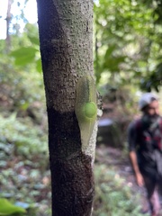 Gaeotis nigrolineata