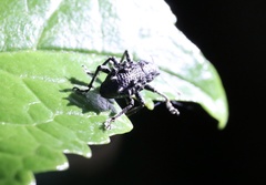 Megalometis spinifer