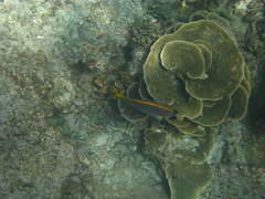 Chaetodon adiergastos