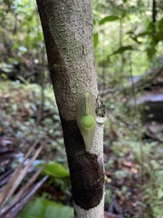 Gaeotis nigrolineata