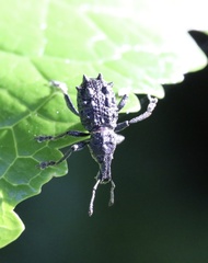 Megalometis spinifer