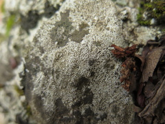 Bagliettoa calciseda