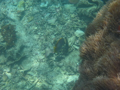 Chaetodon adiergastos