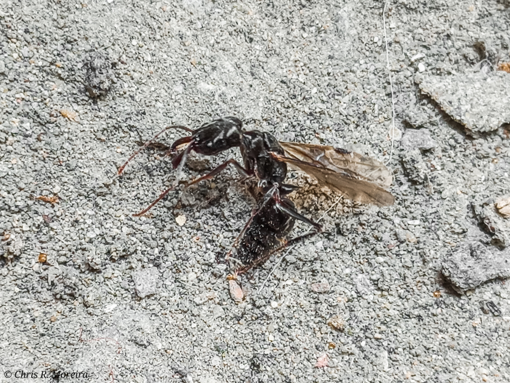 Odontomachus opaciventris
