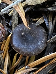Pseudoomphalina angelesiana